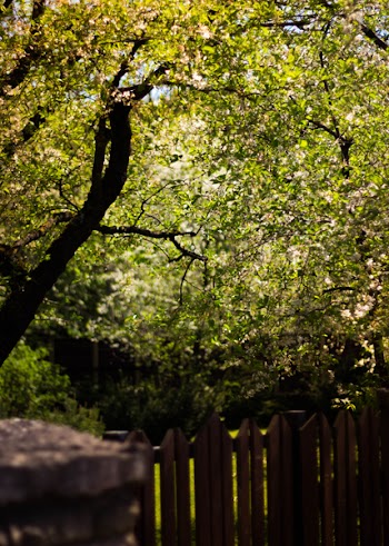Green Leafed Tree