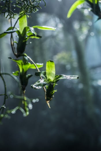 Green-leafed Tree