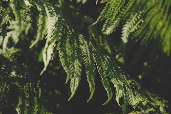 Green Leafed Tree