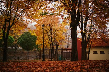 Green Leafed Tree