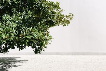 green leafed tree