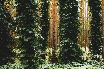 Green Leafed Tree