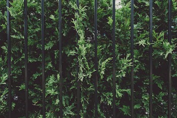 Green Leafed Tree