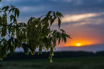 Green Leafed Tree