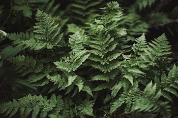 green leafed tree