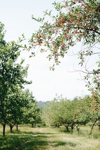 green leafed tree