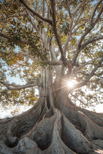 Green-leafed Tree