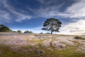 Green-leafed Tree