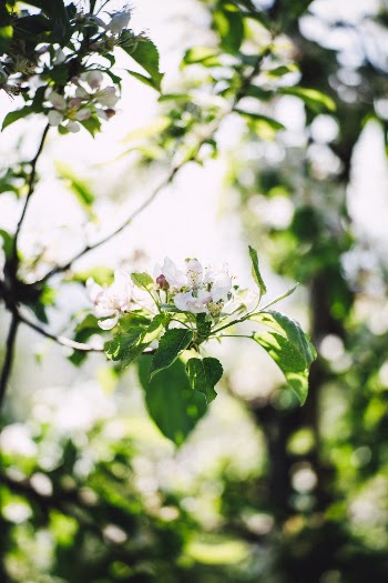 Green-leafed Tree