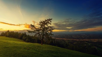 Green-leafed Tree