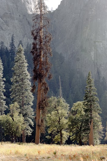 Green Leafed Tree