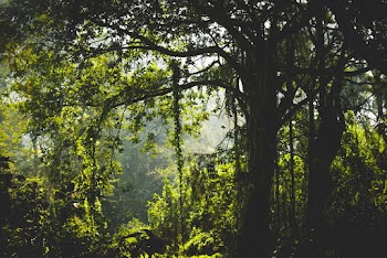 Green Leafed Tree