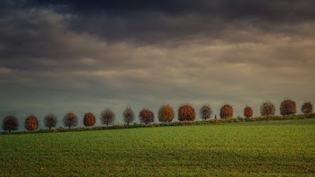 Green-leafed Tree