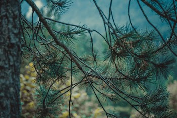 Green-leafed Tree