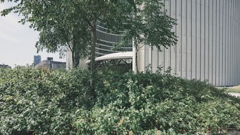 green leafed tree and plants