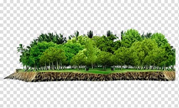 Green leafed tree art, Tree Vegetation Forest, forest transparent background PNG clipart