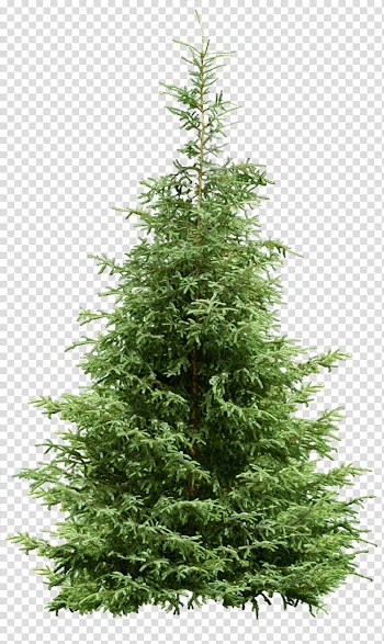 Green leafed tree, Christmas tree Pine Noble fir, Sandalwood transparent background PNG clipart