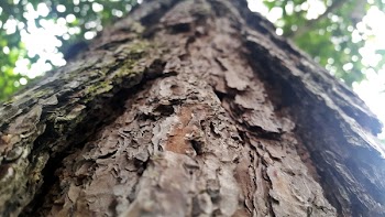 Green Leafed Tree Close-up Photo