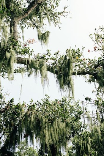 green leafed tree during daytime