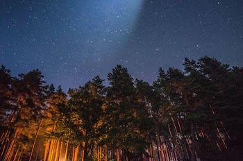 green leafed tree during nighttime