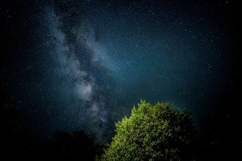 green leafed tree during nighttime