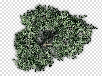 Green leafed tree, Fruit tree Plant, tree top view transparent background PNG clipart