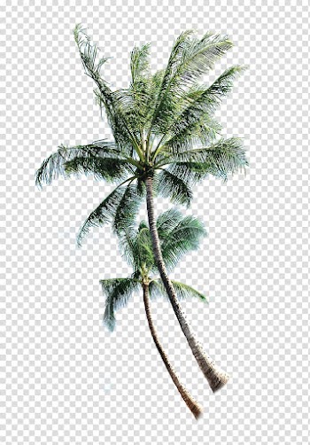 Green leafed tree illustration, Coconut Tree Euclidean , Thai coconut trees transparent background PNG clipart
