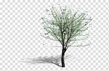 Green leafed tree illustration, Tree Leaf Computer Pattern, tree transparent background PNG clipart