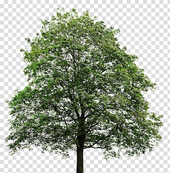 Green leafed tree illustration, Tree Maple leaf Sugar maple Japanese maple, oak transparent background PNG clipart