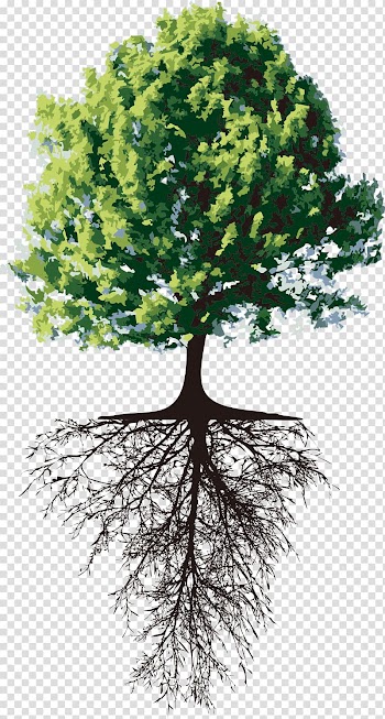 Green leafed tree illustration, Tree Root Separative sewer Trunk, tree transparent background PNG clipart