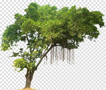 Green leafed tree illustration, Tree Tropical rainforest, Jungle ...