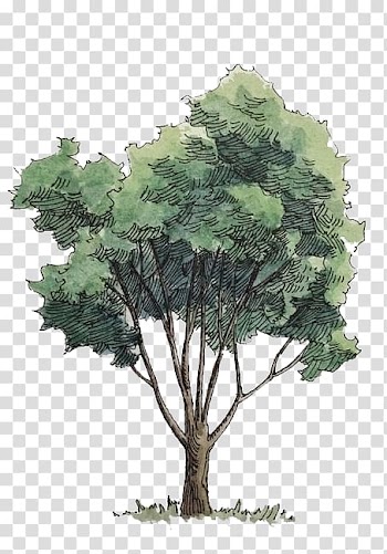 Green leafed tree illustration, Watercolor painting Tree, Watercolor trees transparent background PNG clipart