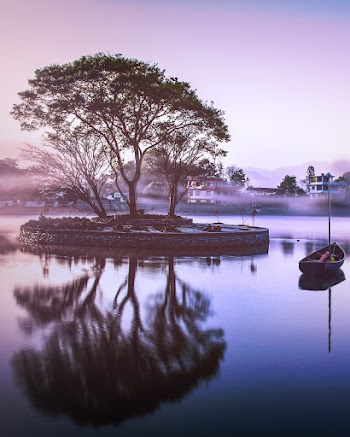 Green-leafed Tree In A Park Surrounded By Water