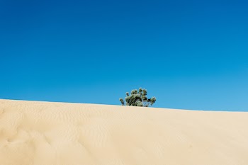 Green Leafed Tree in the Middle of Desert