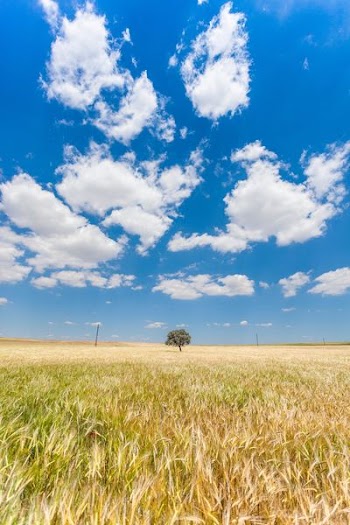 green leafed tree in the middle of grass field