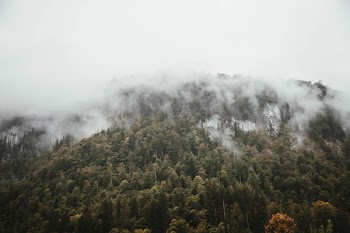 Green Leafed Tree Lot Under Cloudy Sky