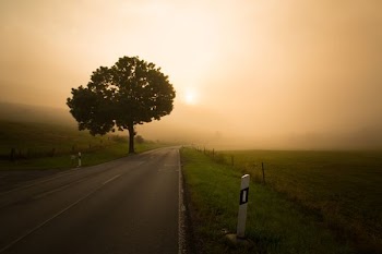 green leafed tree near gray asphalt road