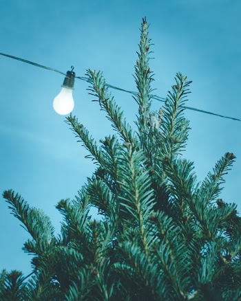 green leafed tree near light bulb
