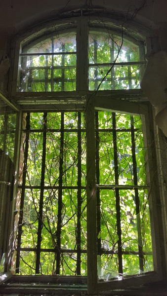 Green Leafed Tree Near Window