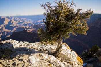 Green Leafed Tree on Mountain Photo