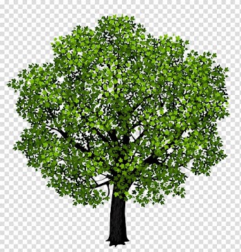 Green leafed tree, Red maple Maple leaf Pacific Smile Dental Clinic, Green Maple Tree transparent background PNG clipart
