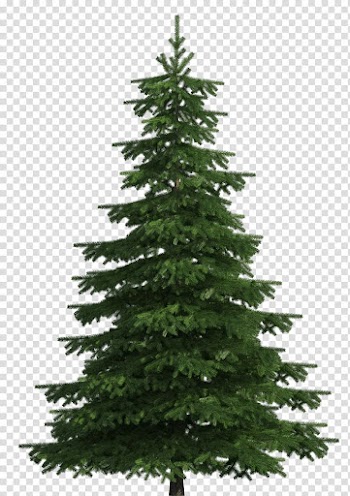 Green leafed tree, Sugar pine Scots pine Balsam fir Tree , pine transparent background PNG clipart