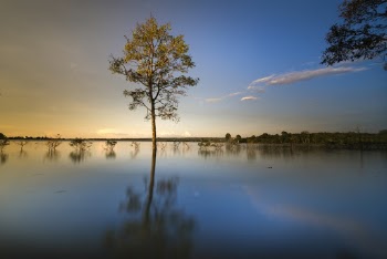 Green Leafed Tree Surrounded by Body of Water