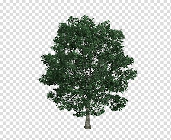 Green leafed tree, Tilia platyphyllos Tree Drawing Illustration, Bodhi tree tree material transparent background PNG clipart