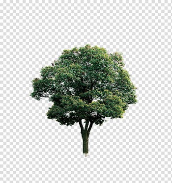 Green leafed tree, Tree Branch Computer file, tree transparent background PNG clipart
