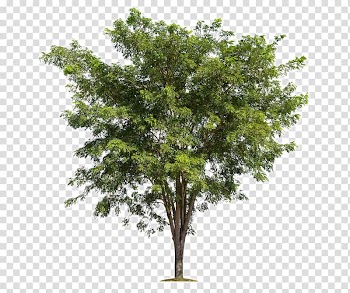 Green leafed tree, Tree Branch Forest, Lush trees transparent background PNG clipart