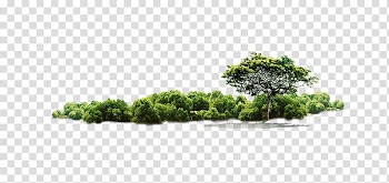 Green leafed tree , Tree Jungle, Jungle tree transparent background PNG clipart