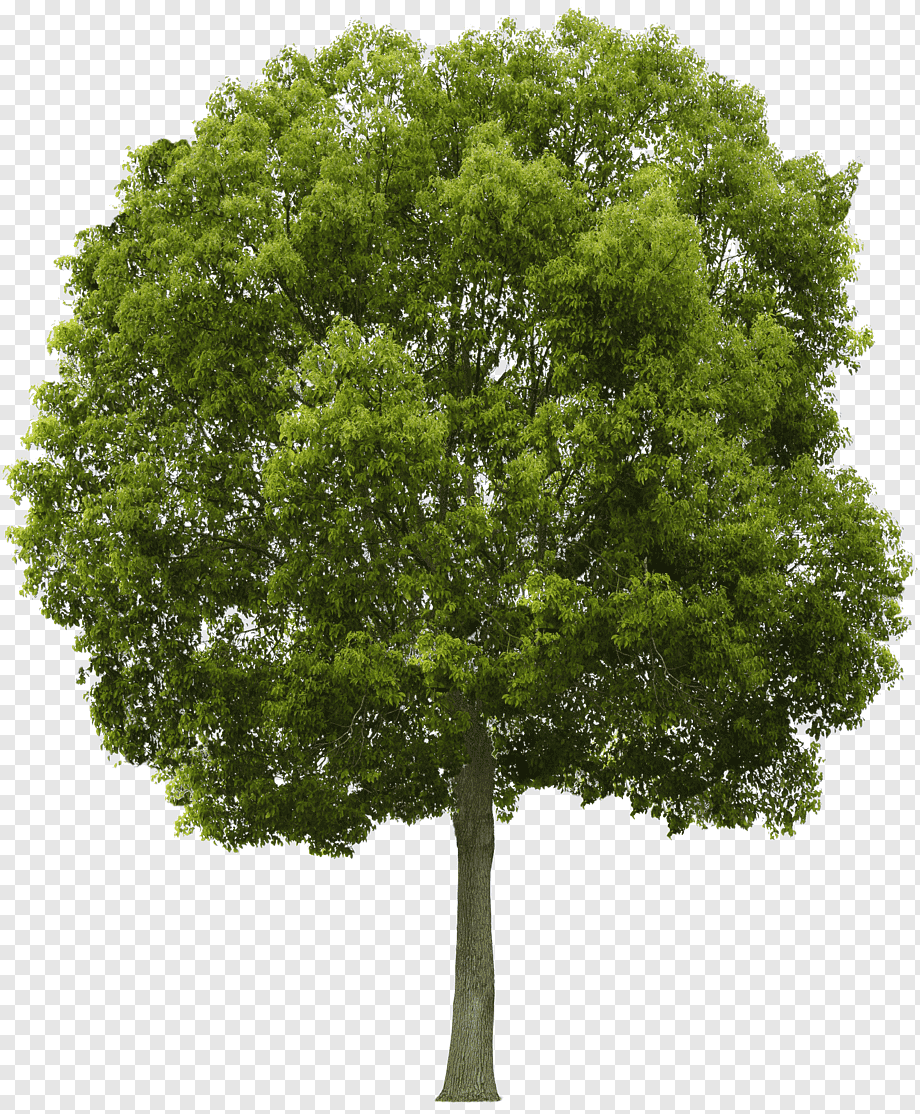 green leafed tree, Tree, Tree, face, leaf, branch png