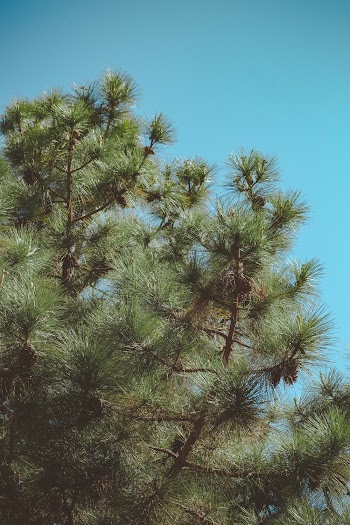 Green-leafed Tree Under Blue Sky