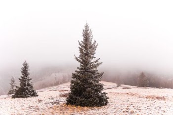 green leafed tree under gray sky